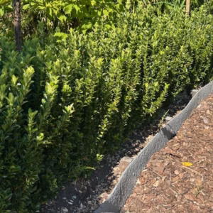 Euonymus (Kardinaalsmuts)