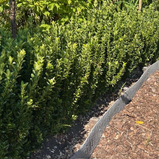 Euonymus Green Spire (Japanse Kardinaalsmuts)