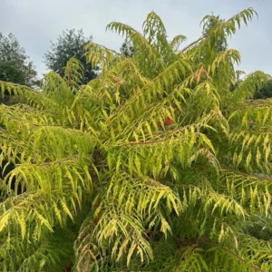 Rhus thypina Tiger Eyes (Fluweelboom)