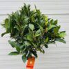 Half portvat 25 liter beplant met Laurus nobilis