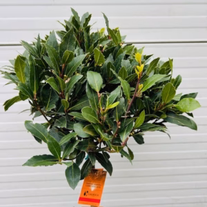 Half portvat 25 liter beplant met Laurus nobilis