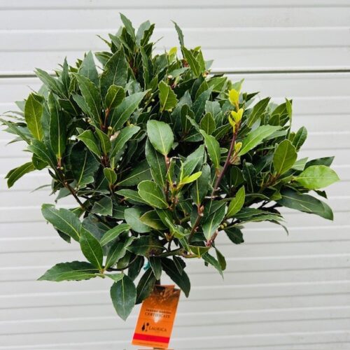 Half portvat 25 liter beplant met Laurus nobilis