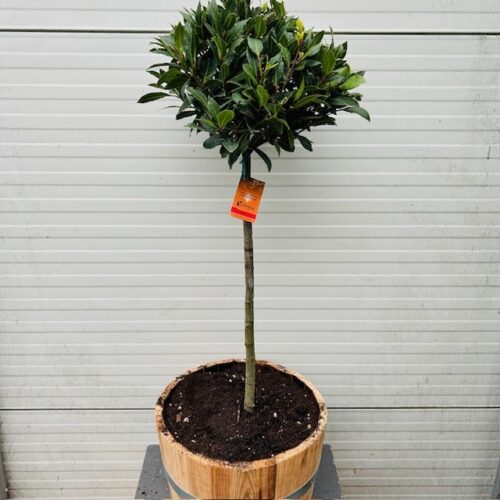 Half portvat 25 liter beplant met Laurus nobilis