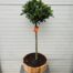 Half portvat 25 liter beplant met Laurus nobilis