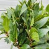 Half portvat 25 liter beplant met Laurus nobilis
