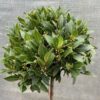 Half portvat 55 liter beplant met Laurus nobilis