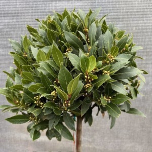 Half portvat 55 liter beplant met Laurus nobilis