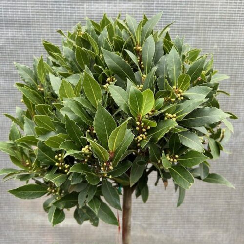 Half portvat 55 liter beplant met Laurus nobilis