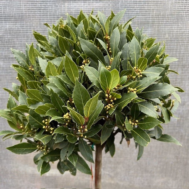Half portvat 55 liter beplant met Laurus nobilis