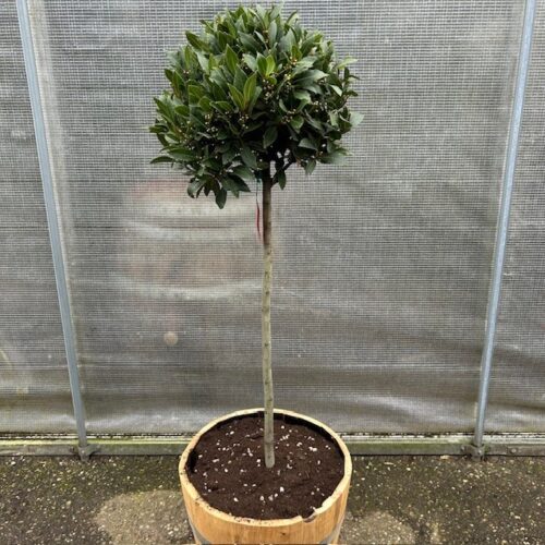 Half portvat 55 liter beplant met Laurus nobilis