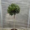 Half portvat 55 liter beplant met Laurus nobilis