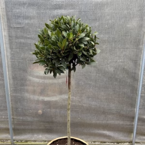 Half portvat 55 liter beplant met Laurus nobilis