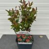 Hypericum Red Berry (Sint-Jans kruid)