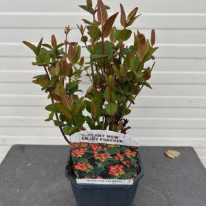 Hypericum Red Berry (Sint-Jans kruid)