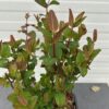 Hypericum Red Berry (Sint-Jans kruid)