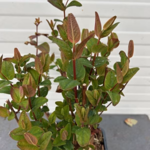 Hypericum Red Berry (Sint-Jans kruid)