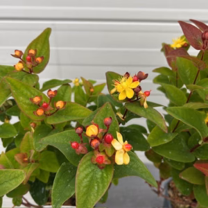 Hypericum Red Berry (Sint-Jans kruid)