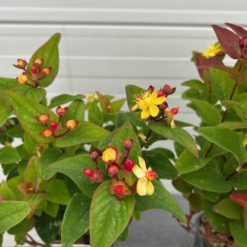 Hypericum Red Berry (Sint-Jans kruid)