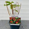 Hypericum Red Berry (Sint-Jans kruid)