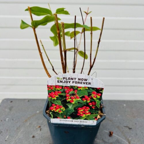 Hypericum Red Berry (Sint-Jans kruid)