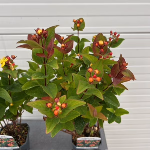 Hypericum Red Berry (Sint-Jans kruid)