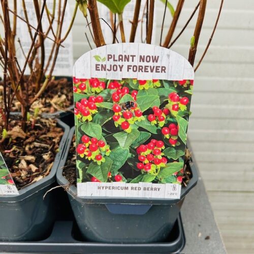 Hypericum Red Berry (Sint-Jans kruid)