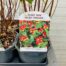 Hypericum Red Berry (Sint-Jans kruid)