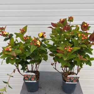 Hypericum Red Berry (Sint-Jans kruid)