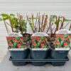 Hypericum Red Berry (Sint-Jans kruid)
