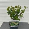 Hypericum white Berry (Sint-Jans kruid)