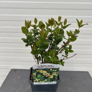 Hypericum white Berry (Sint-Jans kruid)