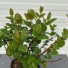 Hypericum white Berry (Sint-Jans kruid)