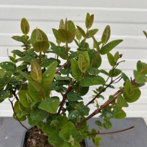 Hypericum white Berry (Sint-Jans kruid)
