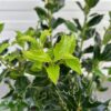 Ilex aquifolium Alaska (Hulst)