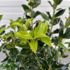Ilex aquifolium Alaska (Hulst)
