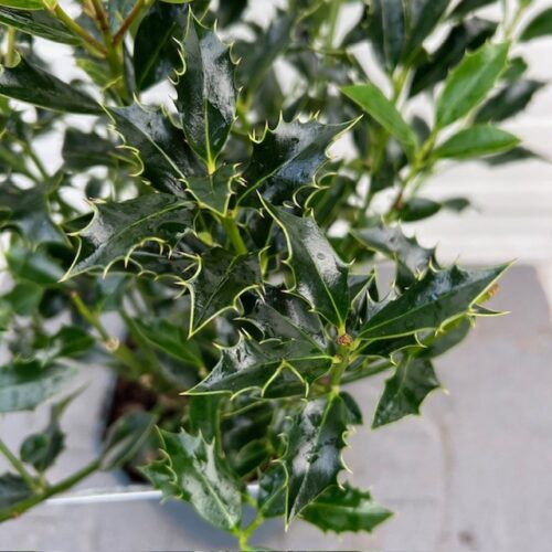 Ilex aquifolium Alaska (Hulst)