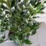 Ilex aquifolium Alaska (Hulst)