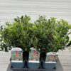 Ilex aquifolium Alaska (Hulst)