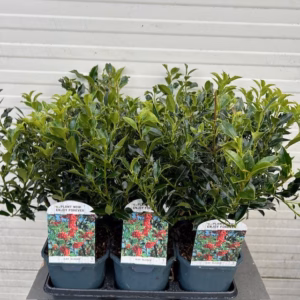 Ilex aquifolium Alaska (Hulst)