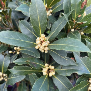 Laurus nobilis (Laurier) op stam