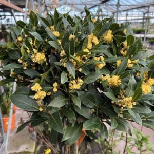 Laurus nobilis (Laurier) op stam