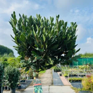 Laurus nobilis (Laurier) op stam met bol