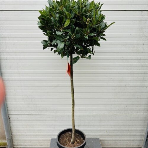 Laurus nobilis (Laurier) op stam met bol hoogte 120 cm