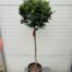 Laurus nobilis (Laurier) op stam met bol hoogte 120 cm