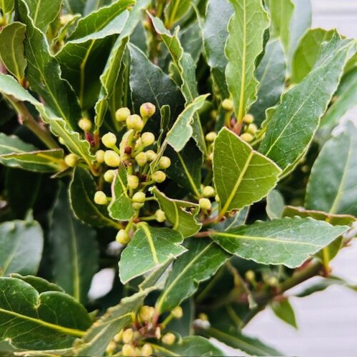 Laurus nobilis (Laurier) op stam met bol hoogte 120 cm