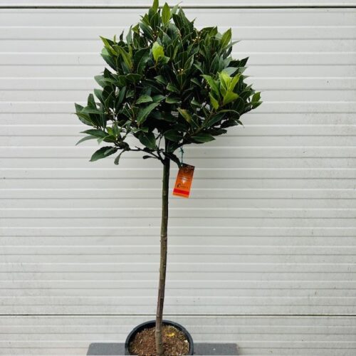 Laurus nobilis (Laurier) op stam met bol hoogte 90 cm