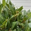 Laurus nobilis (Laurier) op stam met bol hoogte 90 cm