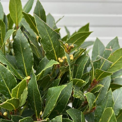 Laurus nobilis (Laurier) op stam met bol hoogte 90 cm