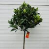 Laurus nobilis (Laurier) op stam met bol hoogte 90 cm