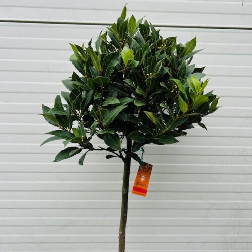 Laurus nobilis (Laurier) op stam met bol hoogte 90 cm